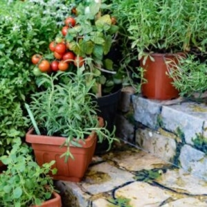 Tomate cerise 300x300