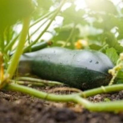 Courgette 300x206