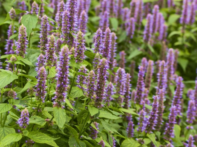 Agastache foeniculum