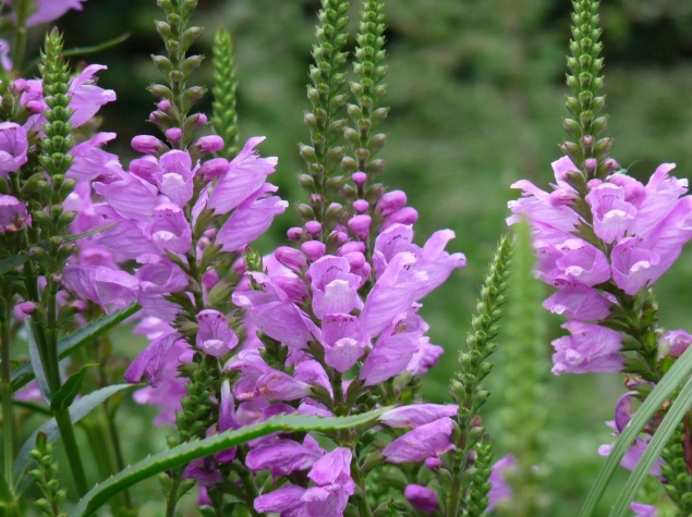 Physostegia virginiana vivid