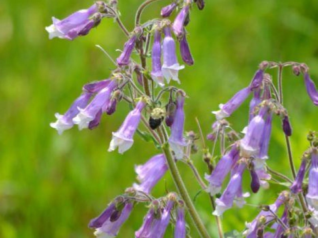 Penstemon hirsutus