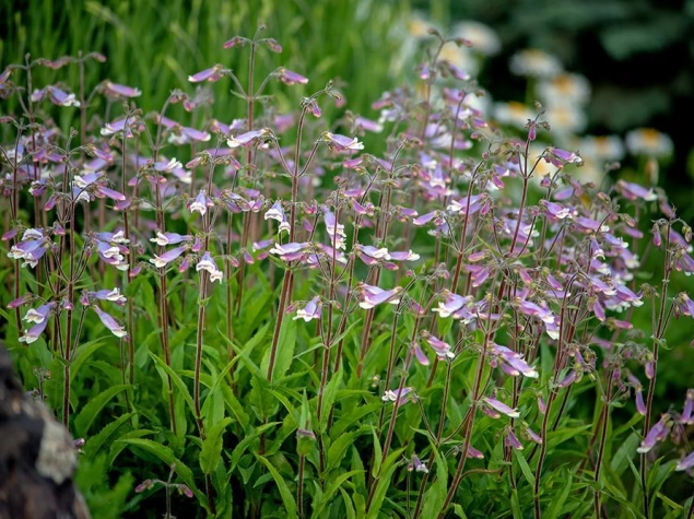 Penstemon hirsutus