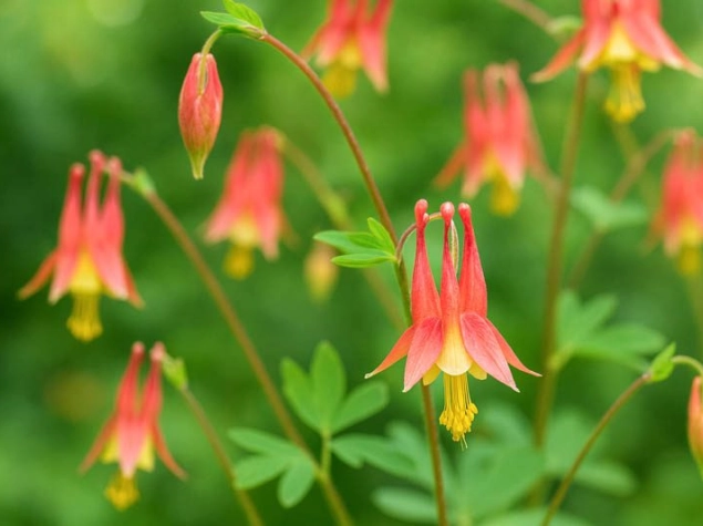 Aquilegia canadensis