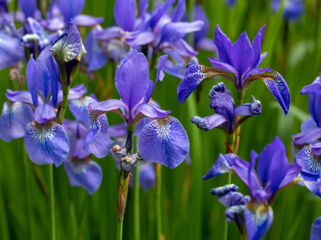 Iris versicolore