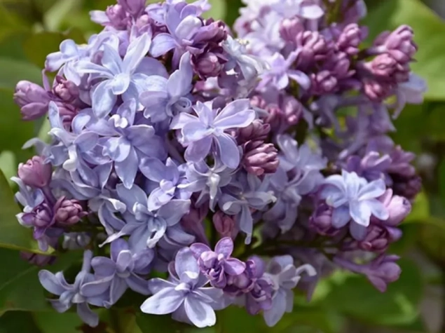 Syringa vulg nadezhda